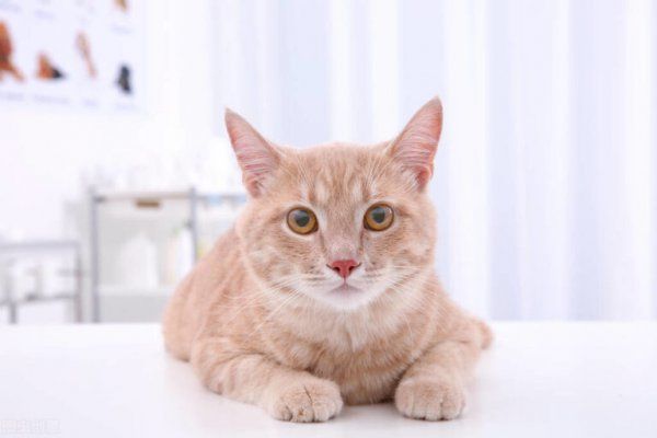 养猫对女性的危害是什么