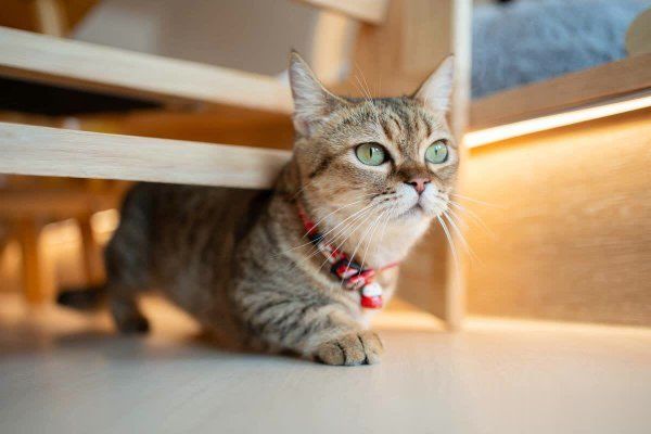 想养猫