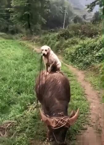新手养狗