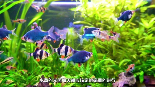 养水草总发黄