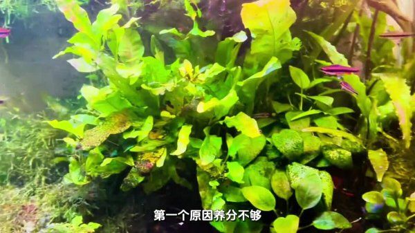养水草总发黄