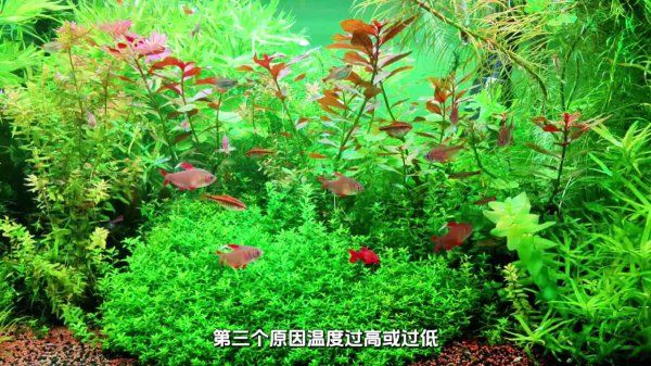 养水草总发黄