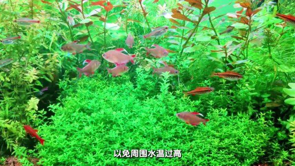 养水草总发黄