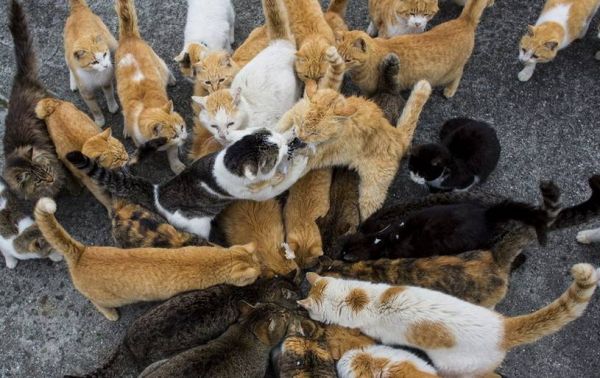 时代背景下的猫奴乐园，猫咪社区最新版