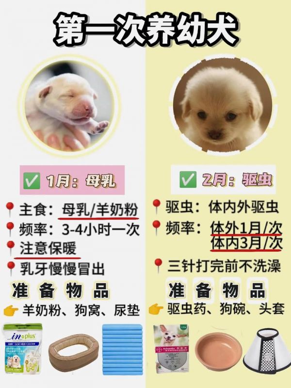 幼犬喂养,幼犬喂养的正确方法及注意事项