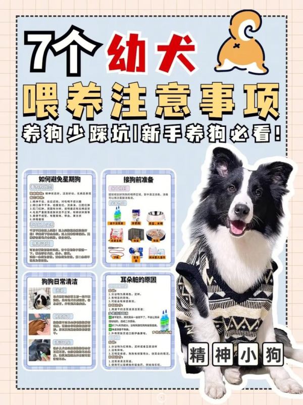 幼犬喂养,幼犬喂养的正确方法及注意事项