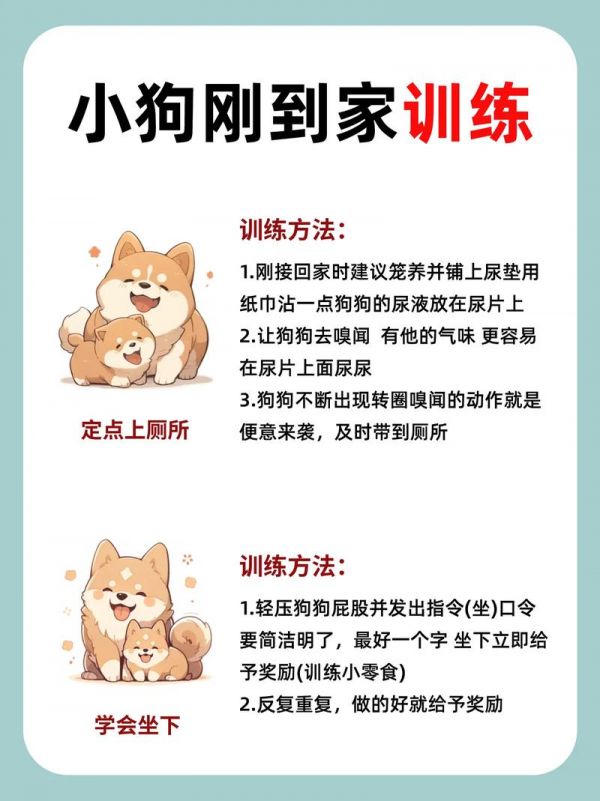 幼犬喂养,幼犬喂养的正确方法及注意事项