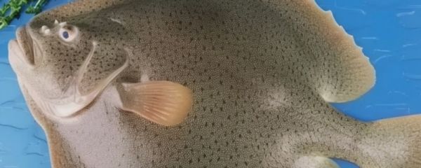 多宝鱼营养价值有哪些