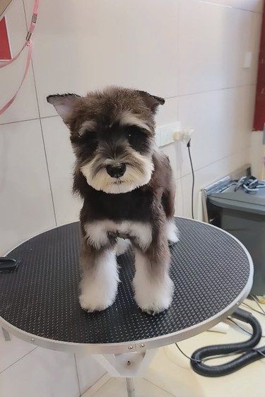 你们相信一家宠物店没有动物的味道吗 