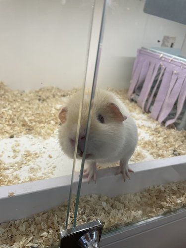 小动物的快乐时光