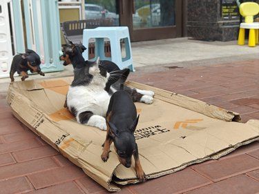 到底是谁还没有养一只这么可爱的小鹿犬啊？