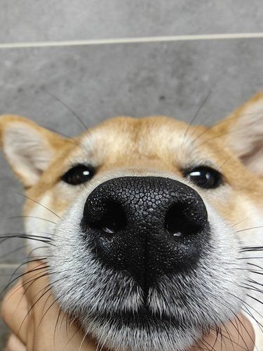 狗狗微笑攻势来袭～