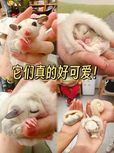 三林|16r，可爱的蜜袋鼯任你拿捏，太萌啦❗