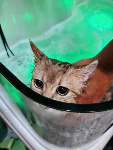 宠馨宝小猫来咯