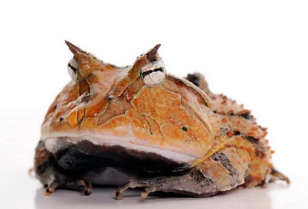 角蛙不吃食是什么原因？这些原因很常见