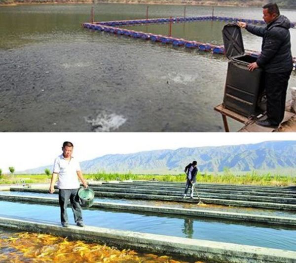 龙鱼的养殖环境要求标准：养殖龙鱼需要严格控制水质、水温、氧气、光线和饲养环境等方面的要求 龙鱼百科 第3张