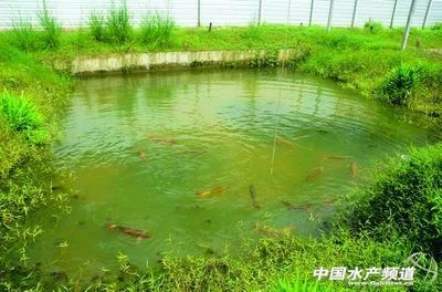 龙鱼的养殖环境要求标准：养殖龙鱼需要严格控制水质、水温、氧气、光线和饲养环境等方面的要求 龙鱼百科 第1张