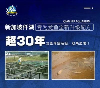 龙鱼的养殖环境要求标准：养殖龙鱼需要严格控制水质、水温、氧气、光线和饲养环境等方面的要求 龙鱼百科 第2张