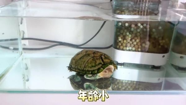 养龟能直接用自来水换水吗？答案是“可以”但要注意些细节！
