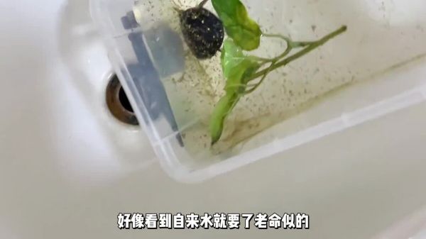 养龟能直接用自来水换水吗？答案是“可以”但要注意些细节！