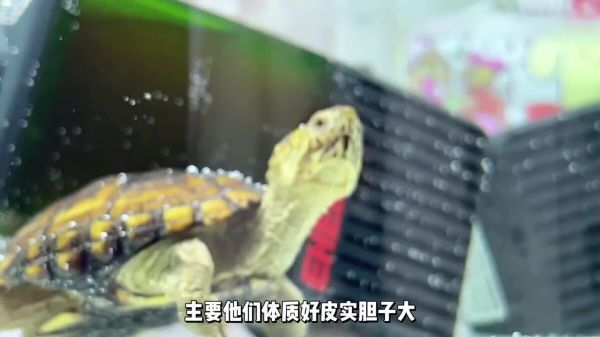 养龟能直接用自来水换水吗？答案是“可以”但要注意些细节！