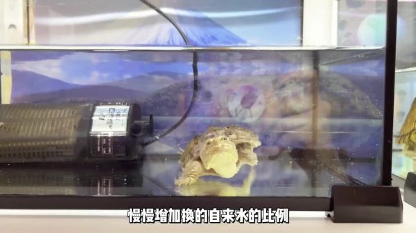 养龟能直接用自来水换水吗？答案是“可以”但要注意些细节！