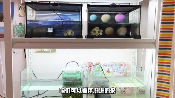 养龟能直接用自来水换水吗？答案是“可以”但要注意些细节！