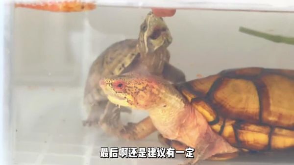 养龟能直接用自来水换水吗？答案是“可以”但要注意些细节！