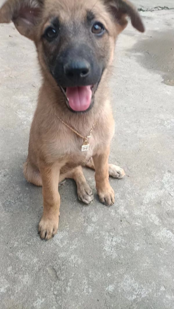 马犬串串有偿领养