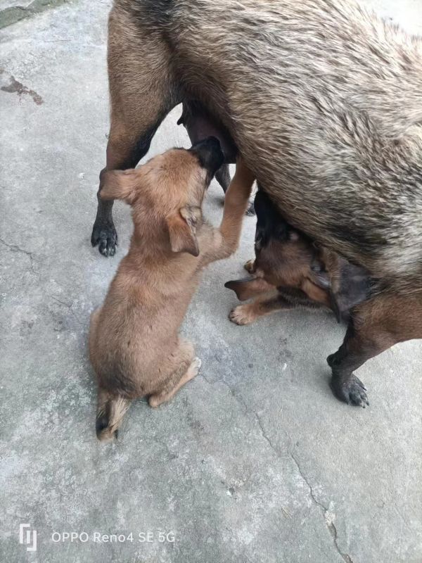 小马犬有偿领养