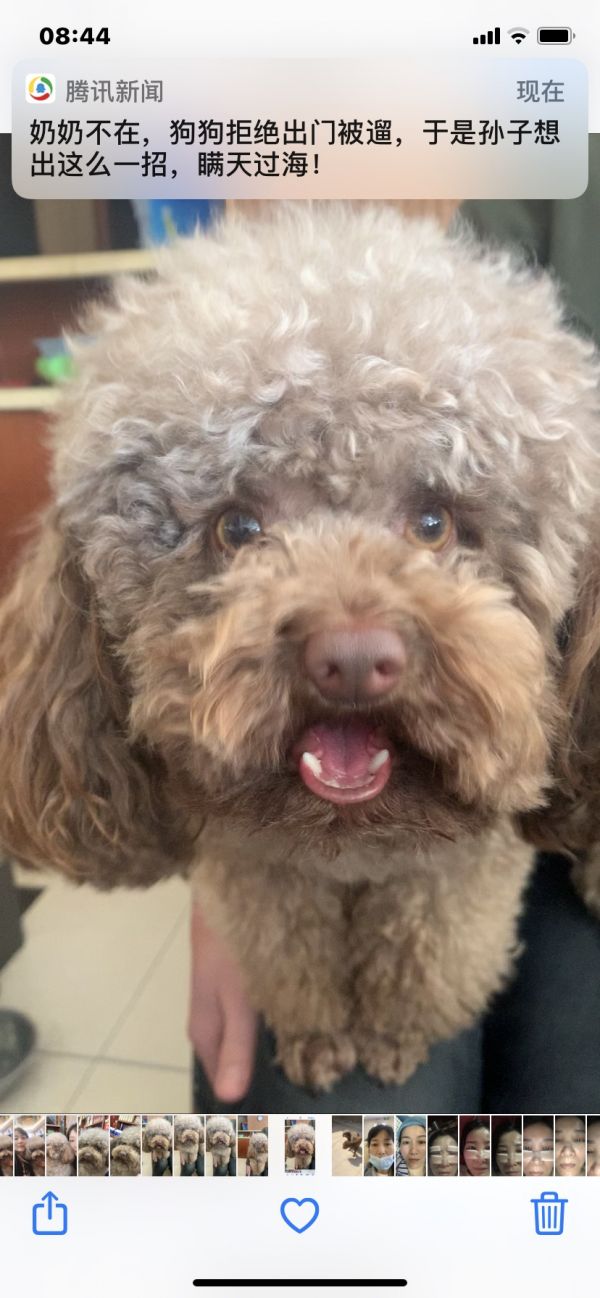 泰迪狗狗丢失