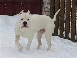 杜高幼犬