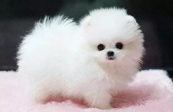 家庭养什么狗比较干净？十大适合家养的小型犬
