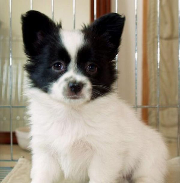 家庭养什么狗比较干净？十大适合家养的小型犬