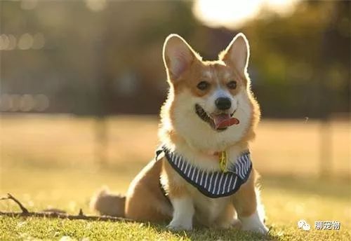 家庭养什么狗比较干净？十大适合家养的小型犬