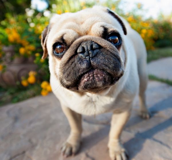家庭养什么狗比较干净？十大适合家养的小型犬