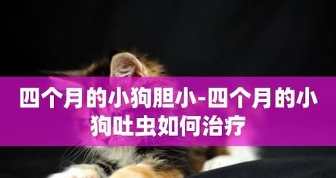 小狗吐出异物的症状与处理方法（急需了解的宠物消化问题）