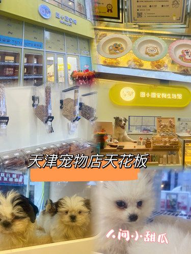 天津宠物店天花板