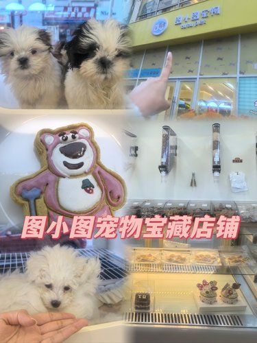 图小图宠物宝藏店铺