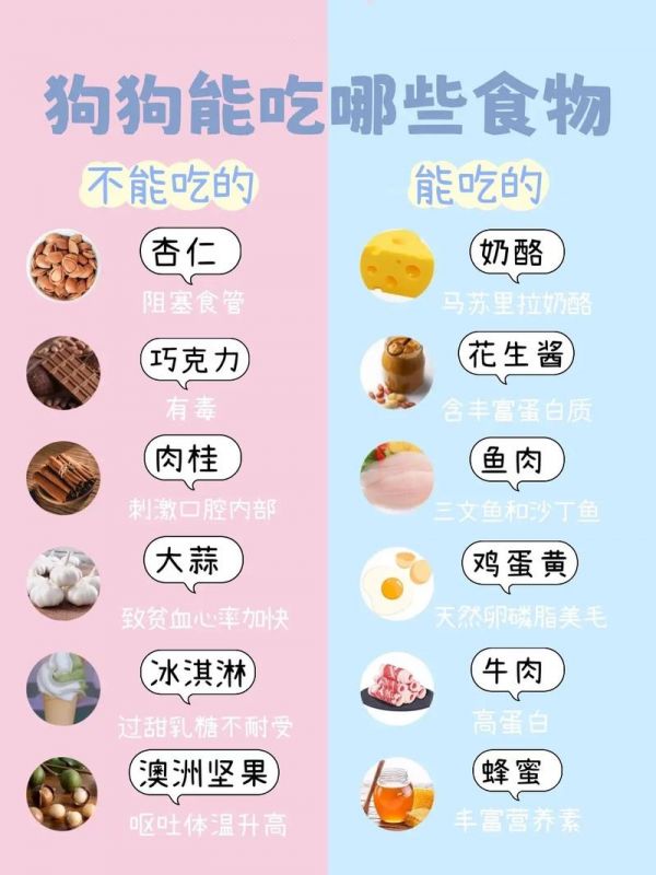小狗吃什么,小狗吃什么食物最好