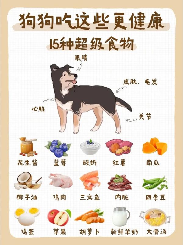 小狗吃什么,小狗吃什么食物最好