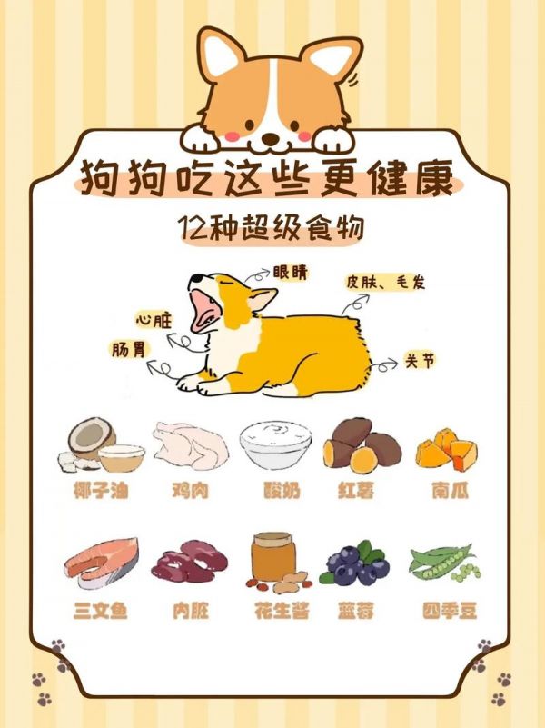 小狗吃什么,小狗吃什么食物最好