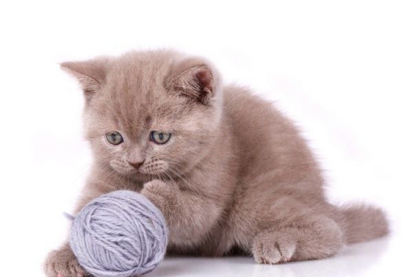 不知道猫粮怎么选？看了你就知道啦！
