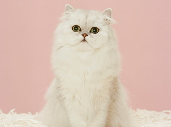 不知道猫粮怎么选？看了你就知道啦！