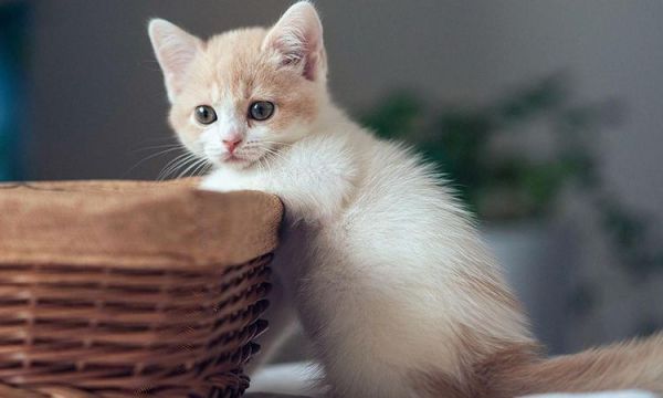 不知道猫粮怎么选？看了你就知道啦！