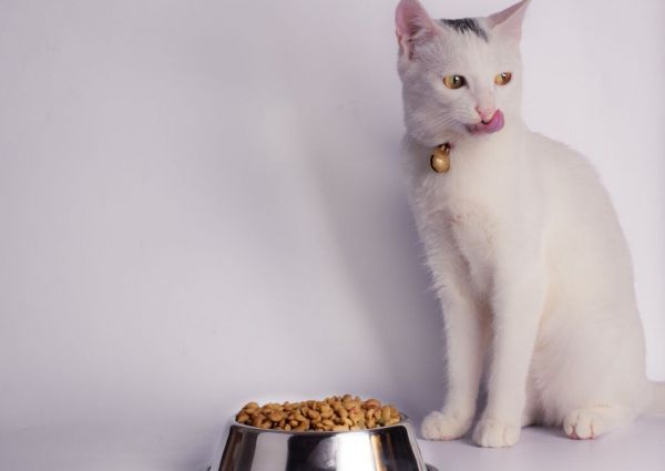 不知道猫粮怎么选？看了你就知道啦！