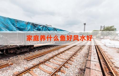 家庭养什么鱼好风水好