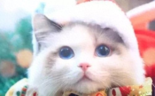 楼房养猫注意事项,尤其是高层,一定要注意这些!