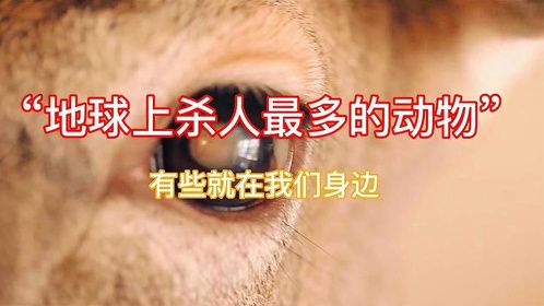 地球上杀人最多的10种动物，有些就潜伏在你的身边，第五名很可爱