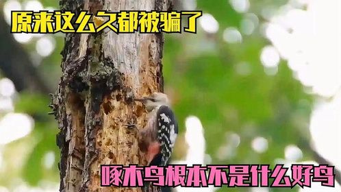 原来这么久都被骗了，啄木鸟根本不是什么好鸟，看完涨知识了